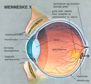 MENNESKE X - SANSEORGANER