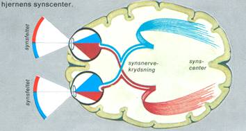 MENNESKE X - SANSEORGANER