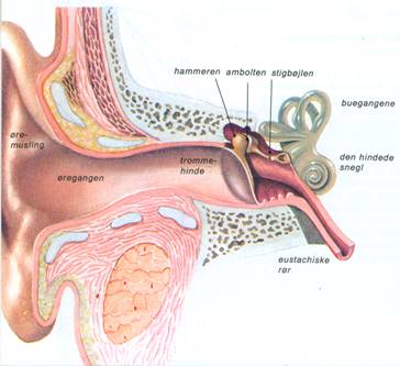 MENNESKE X - SANSEORGANER