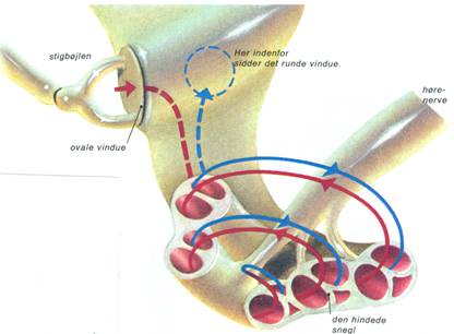 MENNESKE X - SANSEORGANER