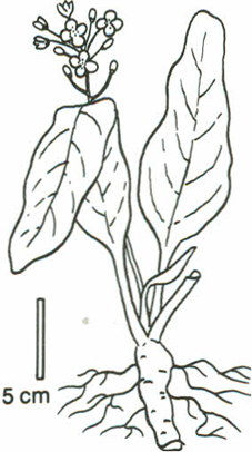peberrod - Armoracia rusticana