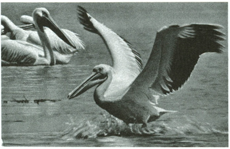 pelikaner - Pelecanidae