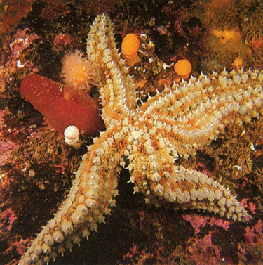 pighude, Echinodermata