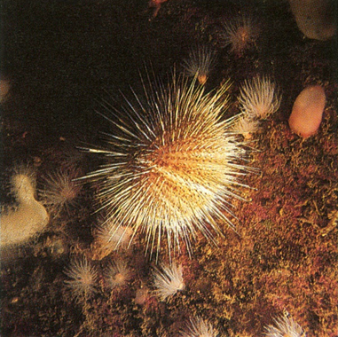 pighude, Echinodermata