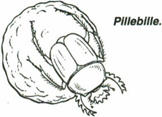 pillebille, Scarabaeus sacer