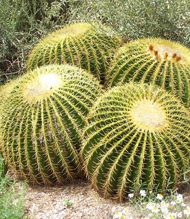 pindsvinekaktus, Echinocactus