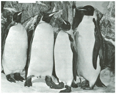 Pingviner, Sphenisciformes