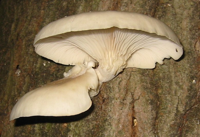 Pleurotus