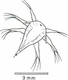 nauplius