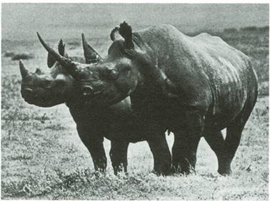 næsehorn - Rhinocerotidae