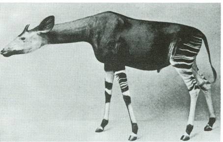 okapi - Okapia johnstoni