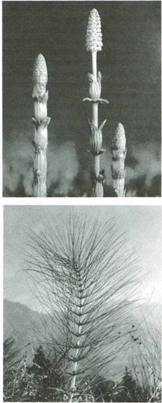 padderokplanter - Sphenopsida