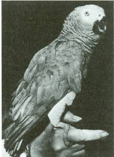 papegøjer - Psittaciformes