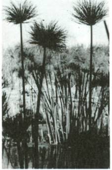 papyrus - Cyperus papyrus