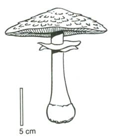parasolhat - Macrolepiota