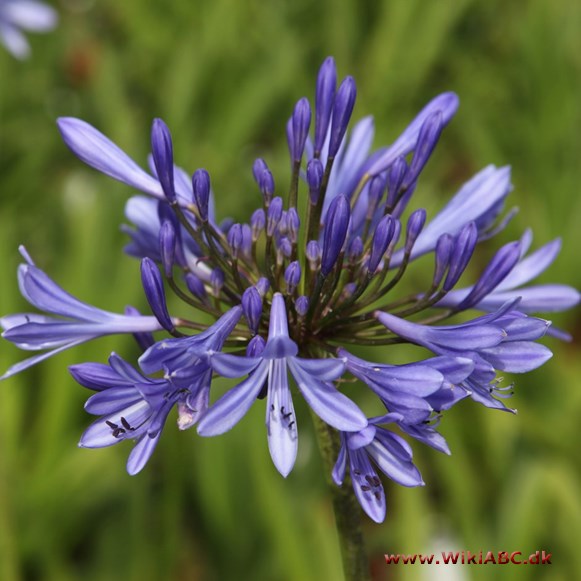 Agapanthus