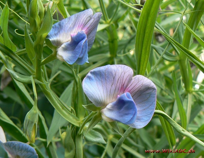 agerfladbælg - Lathyrus sativus