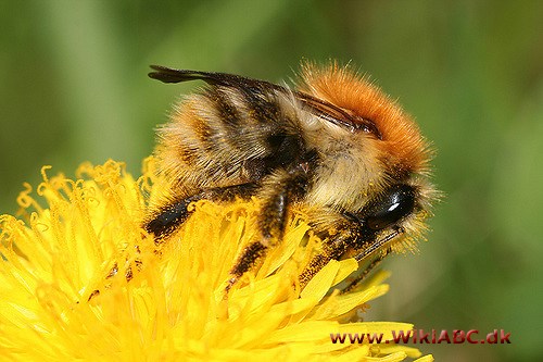 agerhumle - Bombus agrorum