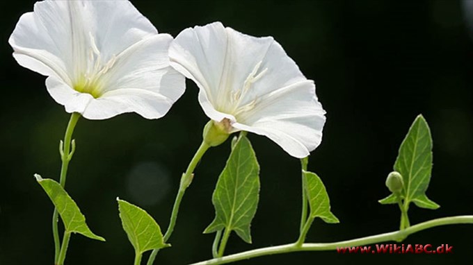 agersnerle - Convolvulus aroensis