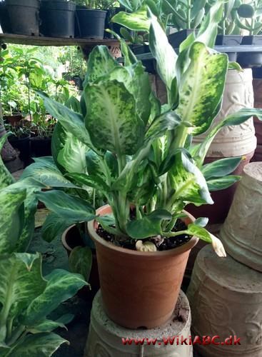 Aglaonema