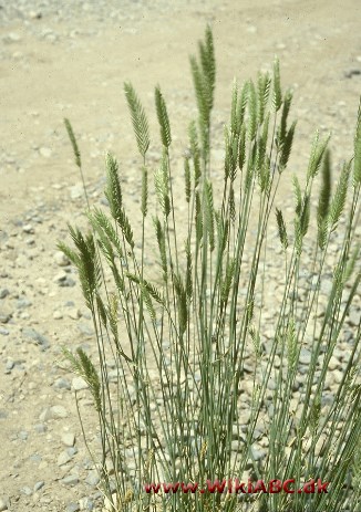 Agropyron