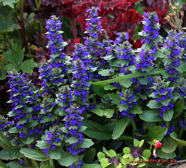 Ajuga