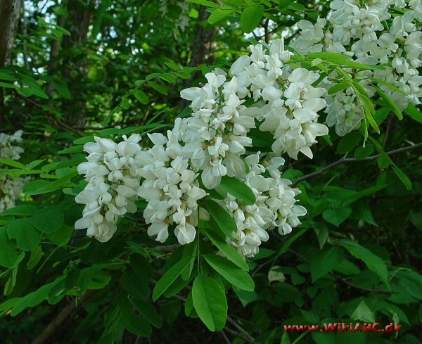 akacie, Acacia