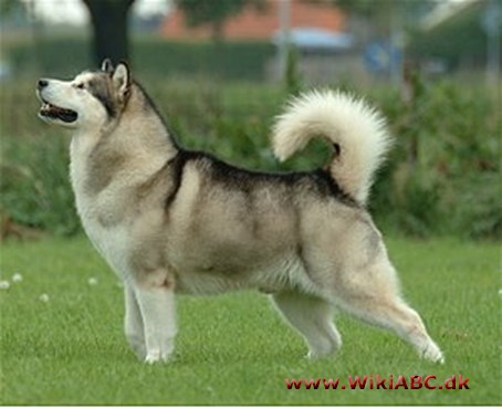 Alaskan malamute