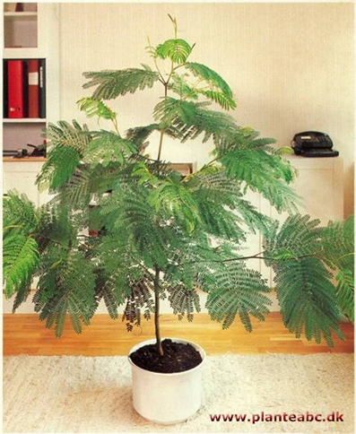 Albizia