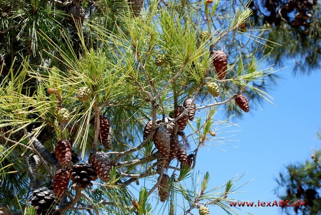aleppofyr - Pinus halepensis