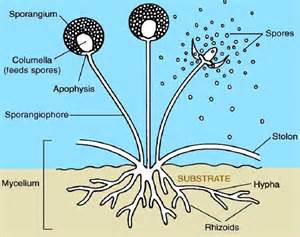 algesvampe - Phycomycetes