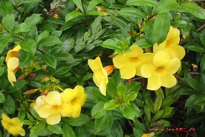 Allamanda