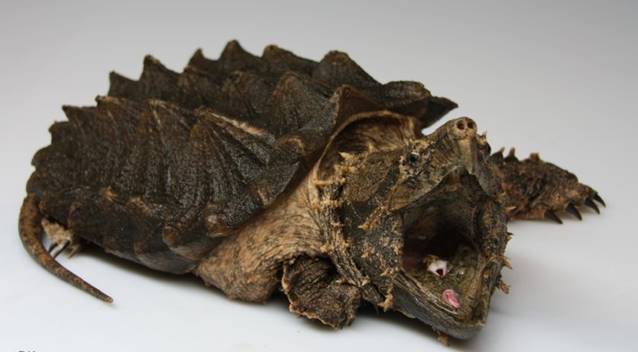 alligatorskildpadde - Chelydra serpentina