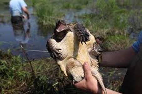 alligatorskildpadde - Chelydra serpentina