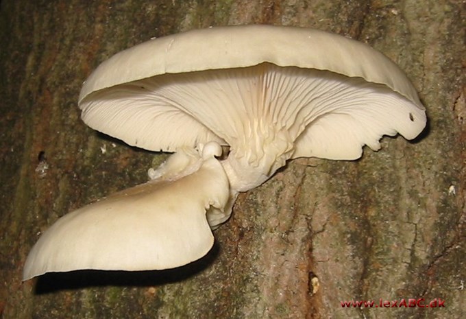 Almindelig Østershat - Pleurotus ostreatus 
