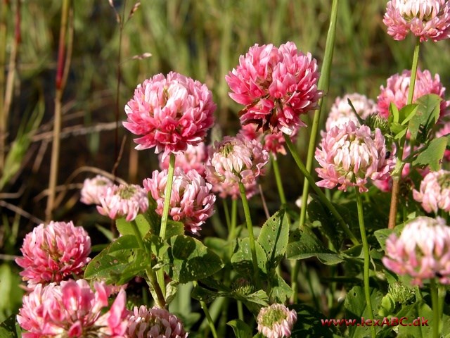 alsikekløver - Trifolium liybridum
