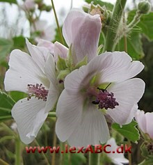 Althaea