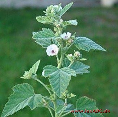 Althaea