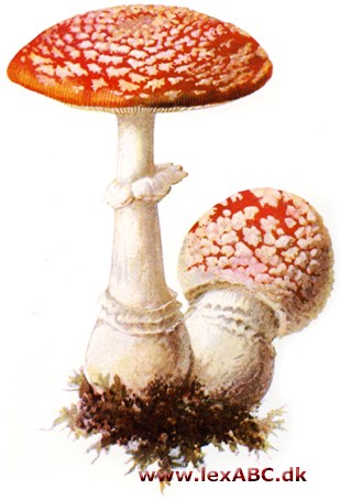 Amanita