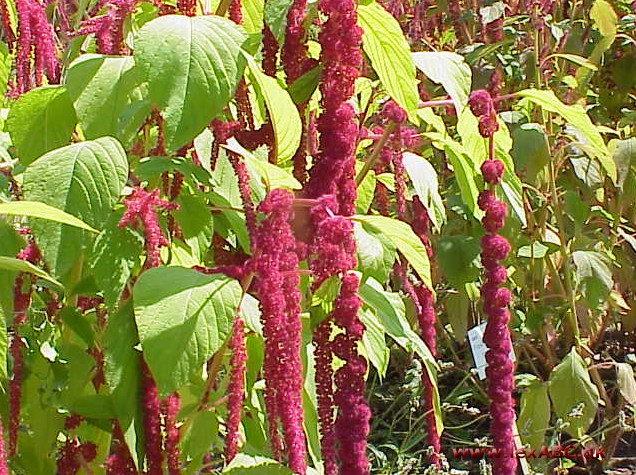 amarant - Amaranthus