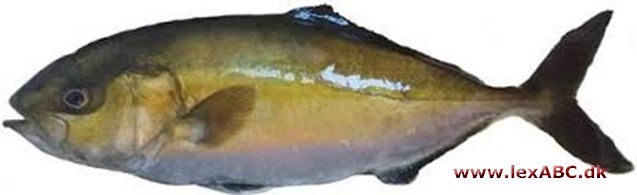 amberjack - Seriola dumerilii