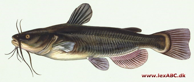 Ameiurus