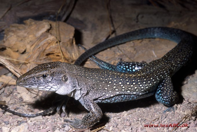 ameiva