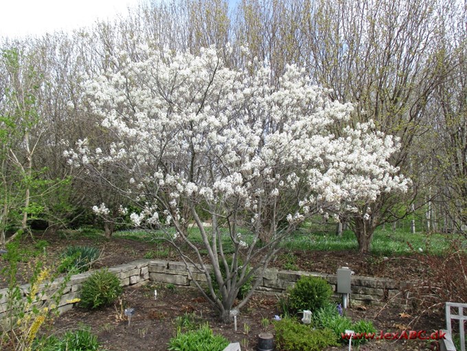 Amelanchier