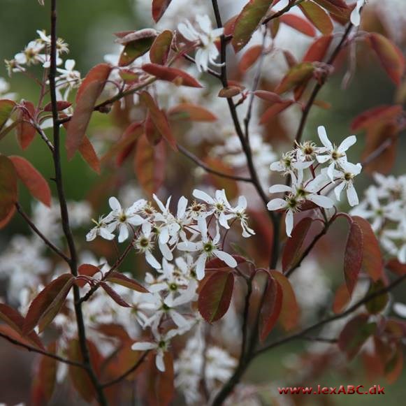 Amelanchier