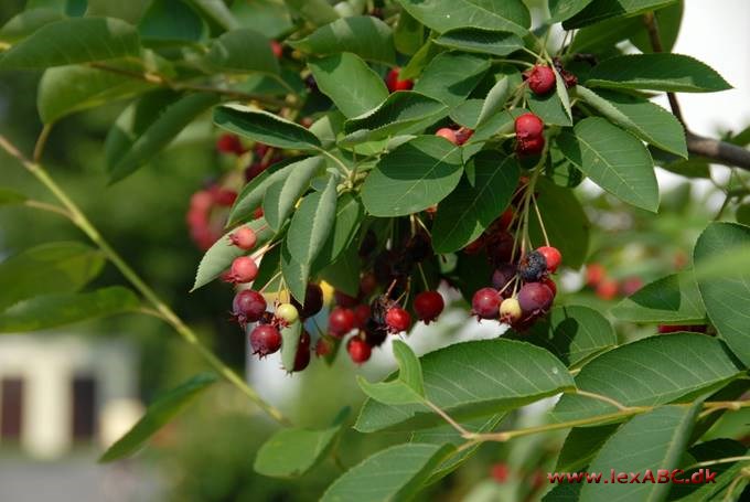 Amelanchier