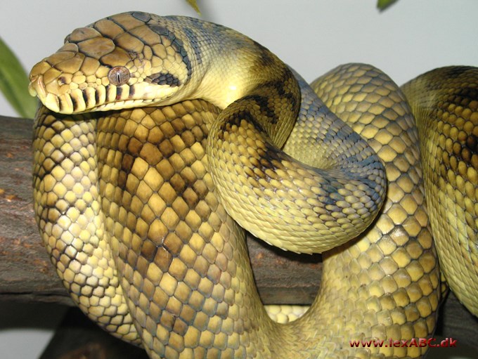 ametystpython - Liasis amethystinus