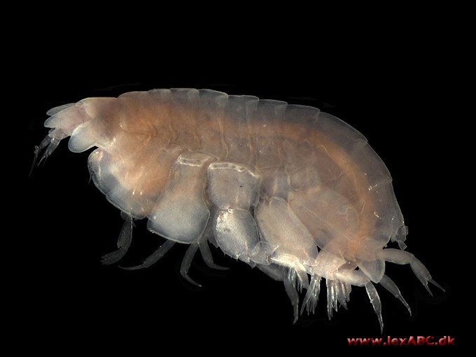 amfipoder  - Amphipoda