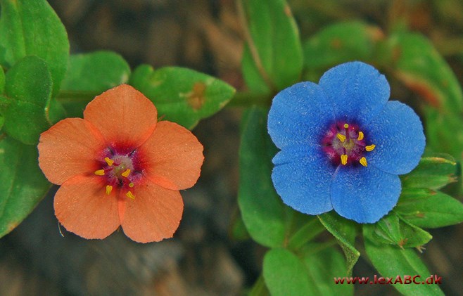 Anagallis