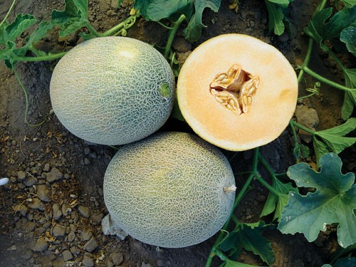 Ananasmelon 